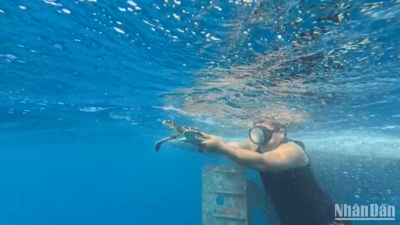 Thả rùa biển quý hiếm về với môi trường tự nhiên.