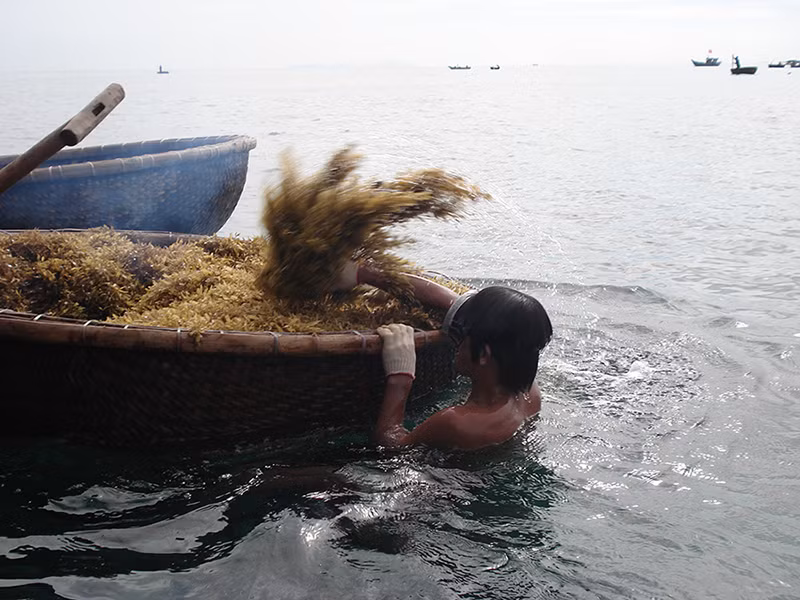 Tình trạng khai thác rong mơ theo kiểu "tận diệt" gây suy giảm nghiêm trọng hệ sinh thái biển, làm cạn kiệt nguồn hải sản.