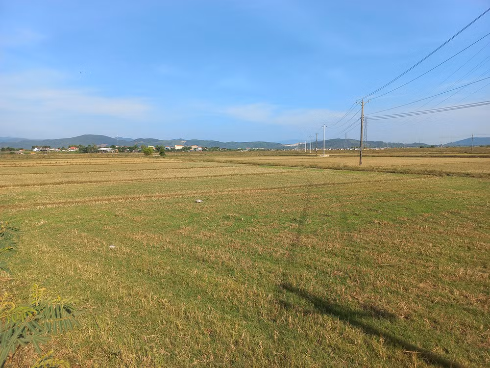 Nhiều diện tích trồng lúa ở xã Phổ Cường, thị xã Đức Phổ phải bỏ hoang vì thiếu nước tưới.