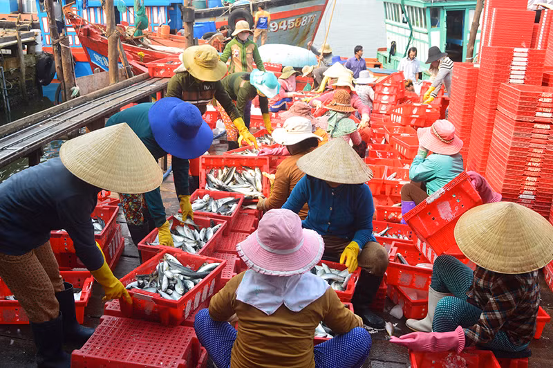 Nhờ triển khai đồng bộ các biện pháp, công tác chống khai thác IUU của tỉnh Quảng Ngãi đạt nhiều kết quả tích cực.