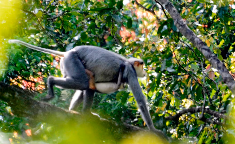 Chà vá chân xám được các nhà nghiên cứu phát hiện tại rừng phòng hộ huyện miền núi Ba Tơ (Quảng Ngãi).