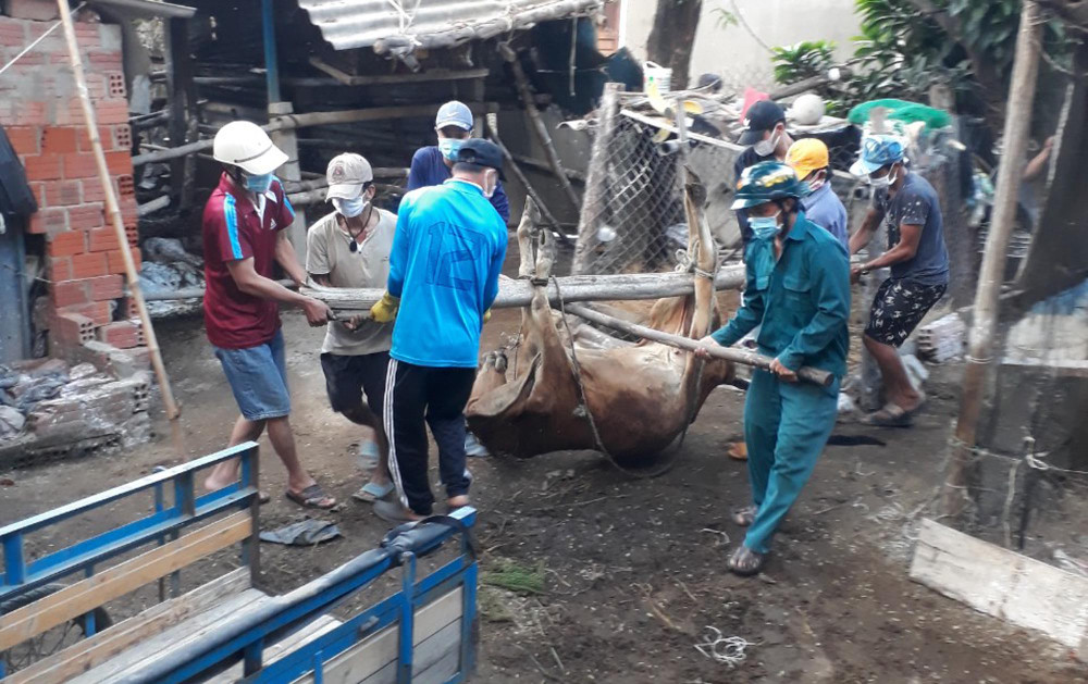 Dịch bệnh viêm da nổi cục trên gia súc gây thiệt hại nặng cho nông dân thị xã Đức Phổ. 