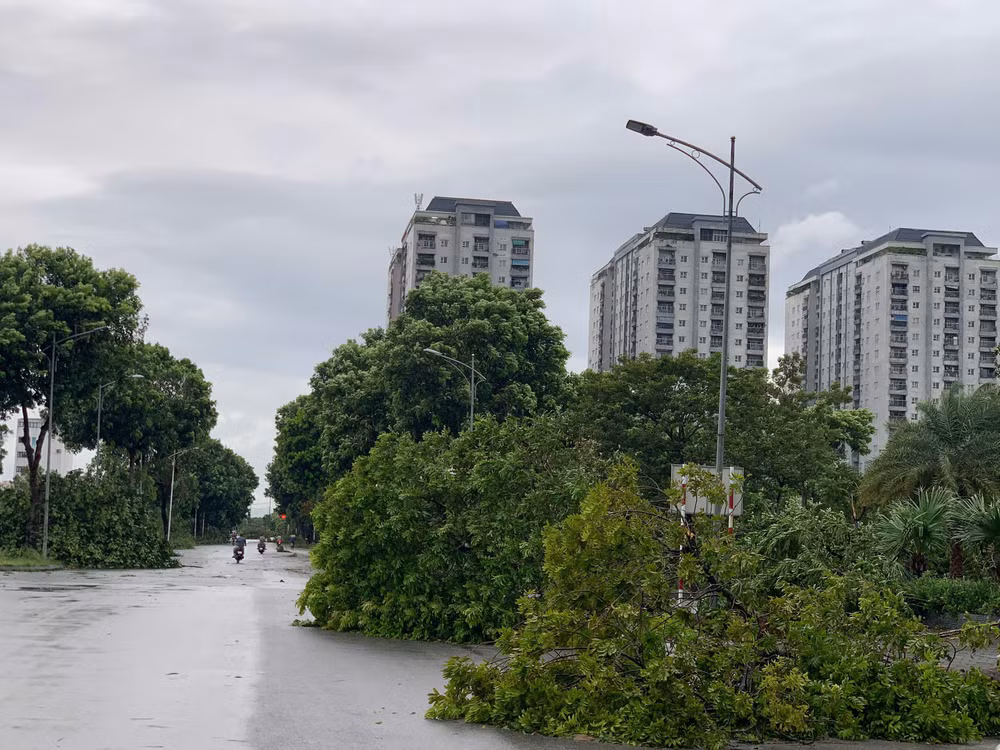 Hàng loạt cây xanh bị đổ ở khu đô thị Thanh Hà. (Ảnh: THANH TRÀ)