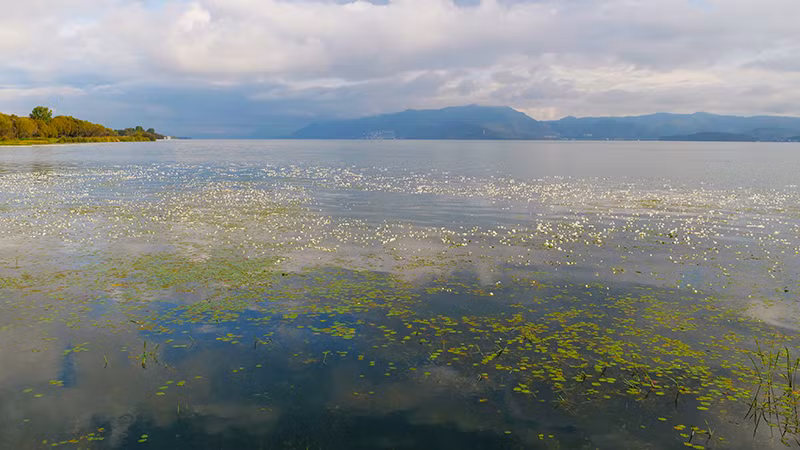 Hoa Ottelia chỉ nở khi nước hồ đạt đến độ sạch nhất định.