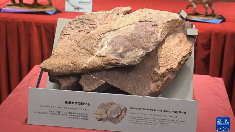 Hóa thạch khủng long được phát hiện trên đảo Xích Châu Chek Chau. (Ảnh: Tân Hoa Xã)
