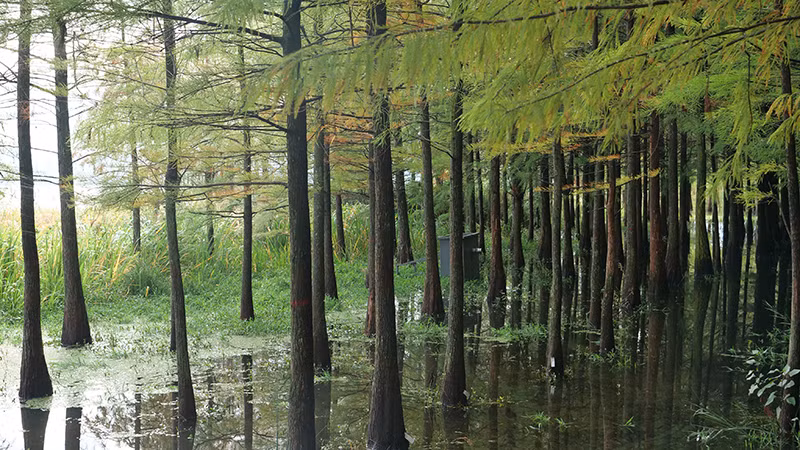 Rừng cây thủy sam ở vùng đất ngập nước ven hồ.