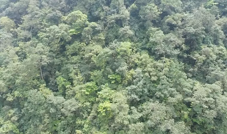 Khu vực tập trung nhiều cây mai cổ đang lên lộc xanh non.