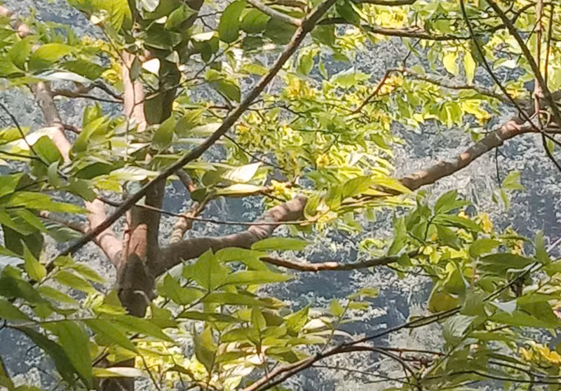 Mai cổ càng làm cho núi Non Mai thêm giá trị.