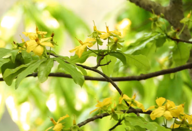 Tràn ngập sắc vàng của rừng mai.