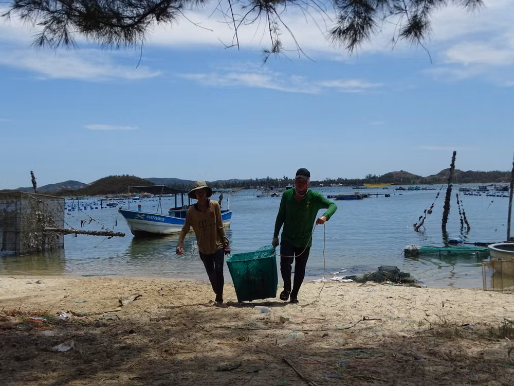 Người nuôi tôm ở Bãi Sau thôn Vịnh Hòa, xã Xuân Thịnh, thị xã Sông Cầu đang thu hoạch tôm hùm đưa lên bờ.