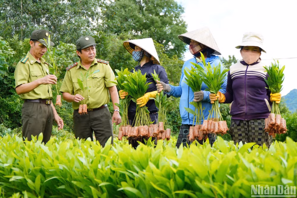 Cán bộ Kiểm lâm kiểm tra, tuyên truyền, hướng dẫn các tổ chức, cá nhân chấp hành nghiêm pháp luật về quản lý giống cây trồng lâm nghiệp.