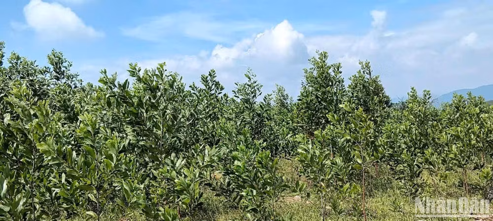 Rừng trồng của ông So Minh Thông, xã Sơn Hội, Sơn Hòa, Phú Yên mới trồng 2 năm đang phát triển tốt.