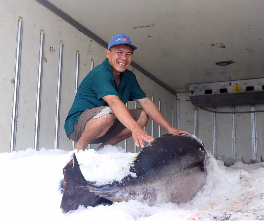 Con cá ngừ đại dương nặng 98kg được tàu cá ông Phạm Lộc đánh bắt được bán tại cảng với giá 9,7 triệu đồng.