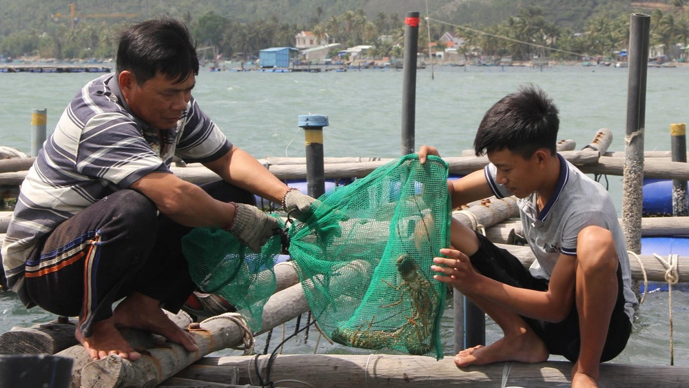 Người nuôi kiểm tra tôm hùm nuôi trong lồng bè vào mỗi buổi sáng.