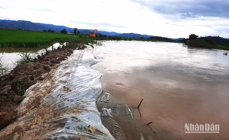 Nông dân huyện Lắk nỗ lực đắp cao bờ sông Krông Na ngăn nước lũ tràn vào đồng ruộng.