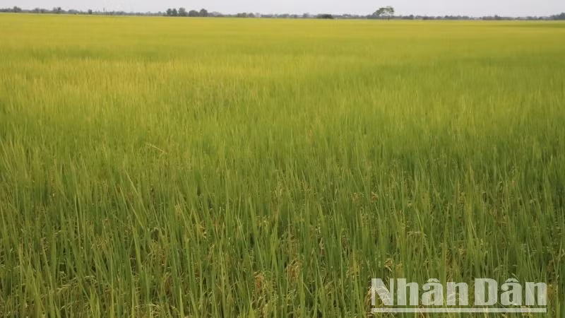 Kể từ khi hệ thống thủy lợi Hồ Ea Súp Thượng được xây dựng năm 2001 và đi vào hoạt động từ năm 2005 đến nay đã biến vùng bình nguyên Ea Súp thành một trong những vựa lúa lớn nhất tỉnh Đắk Lắk.