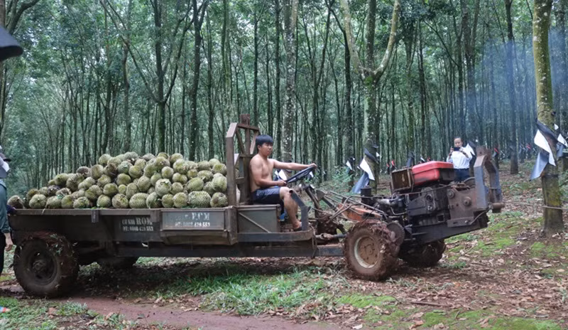 Người dân gom quả sầu riêng non bị phá hoại đem về bán để vớt vát công sức chăm sóc cả năm.