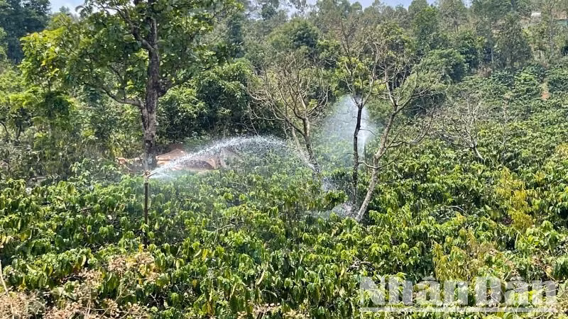 Nông dân tỉnh Đắk Lắk tưới cà-phê đợt cuối trong mùa khô 2024-2025 trước khi mùa mưa đến.