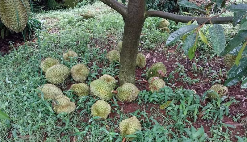 Quả sầu riêng còn non trong vườn của gia đình ông N.B.T, ở thôn Ea Sia B, xã Ea Nam, huyện Ea H'leo bị cắt phá.