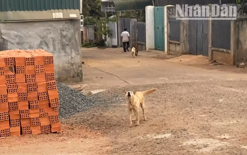 Cần xử lý nghiêm các trường hợp nuôi chó thả rông ngoài đường mà không rọ mõm, nhằm ngăn chặn các trường hợp bị chó cắn dẫn đến bệnh dại.