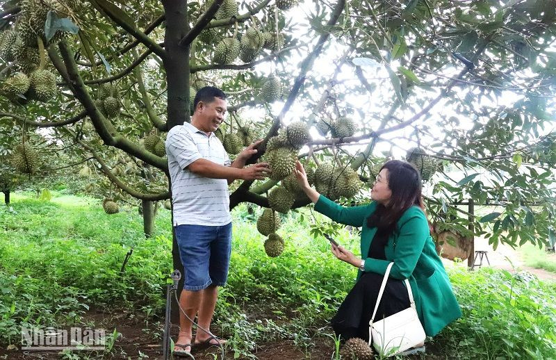 Sầu riêng là loại cây trồng có giá trị kinh tế cao hơn nhiều so với các loại cây trồng khác, mang lại nguồn thu nhập tốt cho người nông dân ở Đắk Lắk.