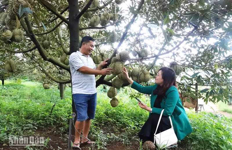 Sầu riêng là loại cây trồng có giá trị kinh tế cao hơn nhiều so với các loại cây trồng khác, mang lại nguồn thu nhập tốt cho người nông dân ở Đắk Lắk.