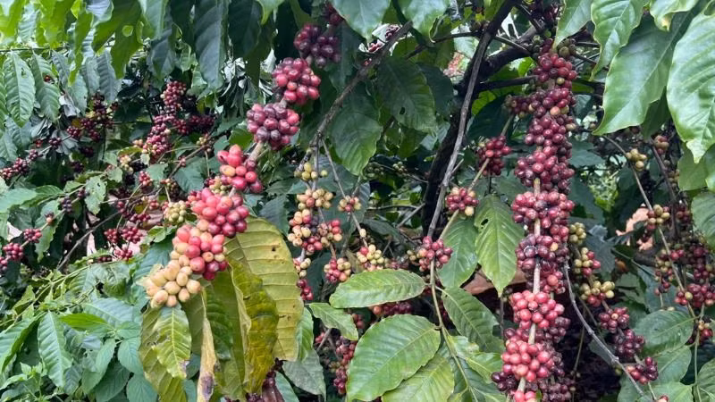Sản phẩm được mang chỉ dẫn địa lý “Buôn Ma Thuột” phải đáp ứng đầy đủ các điều kiện như tổ chức, cá nhân có giấy chứng nhận quyền sử dụng chỉ dẫn địa lý còn hiệu lực.