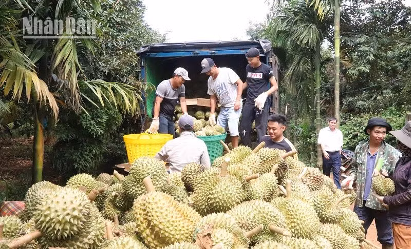 Các doanh nghiệp đưa xe tải về tận vườn thu mua sầu riêng cho nông dân.