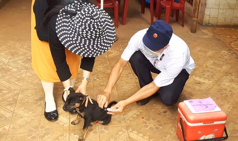 Để chủ động phòng, chống bệnh dại, cần tiêm vaccine đầy đủ cho chó, mèo, vật nuôi.