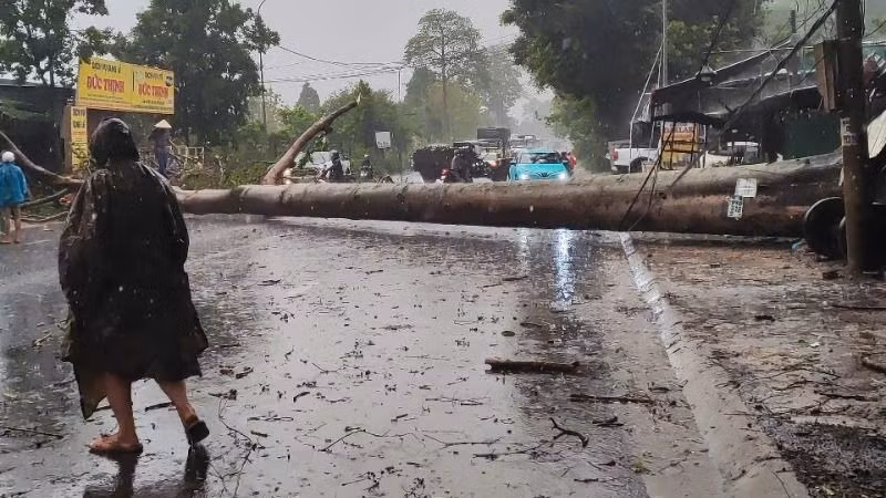 Các ngành chức năng cắt dọn và thu gom cây ngã đổ. Các ngành chức năng cắt dọn và thu gom cây ngã đổ.