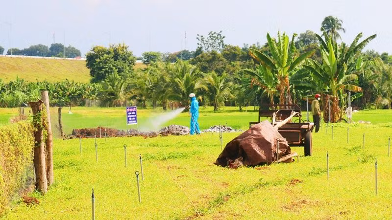 Cán bộ thú y phun hóa chất xử lý môi trường tại khu vực tiêu hủy đàn lợn theo đúng quy định.