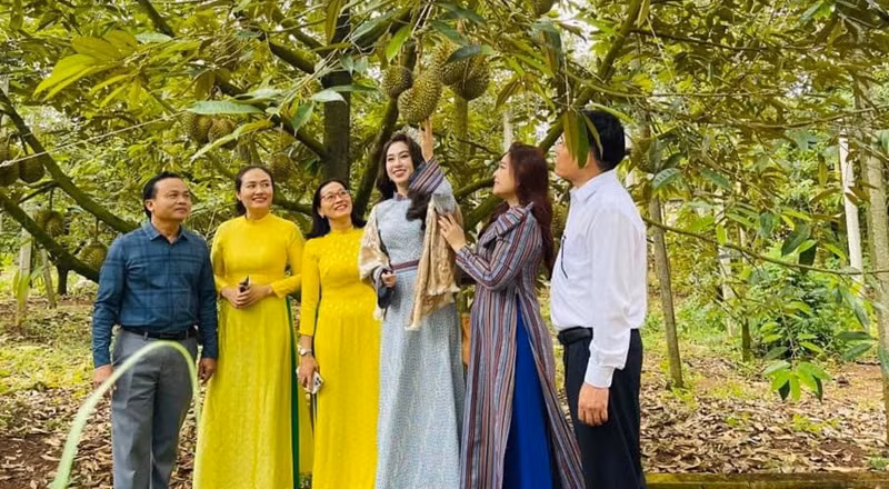 Theo lãnh đạo huyện Krông Pắc, nhân dân trên địa bàn mua số lượng lớn xe ô-tô như vậy là nhờ trúng sầu riêng.