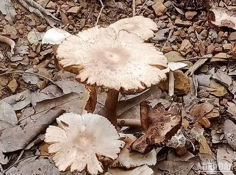 Loại nấm mà anh Y.Đ.W.P hái về ăn gây ngộ độc.