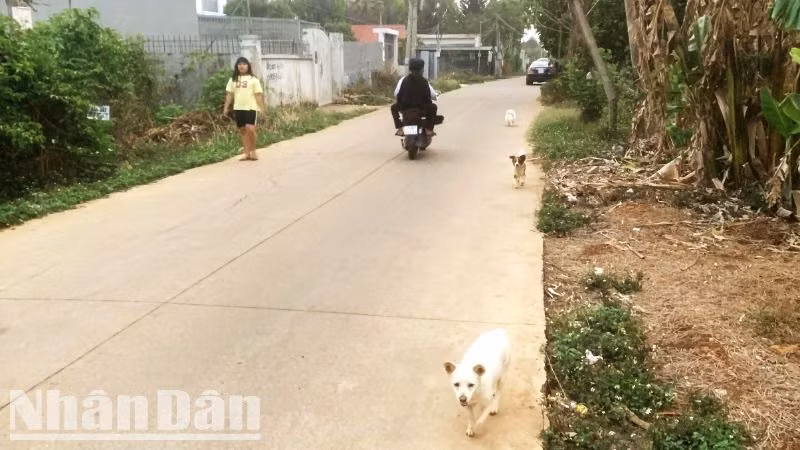 Hiện nay thời tiết ở Đắk Lắk đang bước vào thời kỳ cao điểm của mùa khô năm 2025, nhưng tình trạng nuôi chó thả rông vẫn diễn ra tràn lan nên nguy cơ đàn chó mắc bệnh dại có chiều hướng gia tăng.