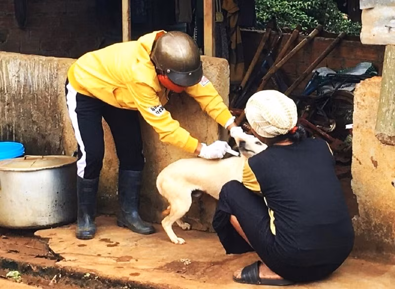 Tiêm vaccine phòng bệnh dại đầy đủ cho chó, mèo, vật nuôi và tiêm nhắc lại hàng năm theo khuyến cáo của ngành Thú y để góp phần ngăn ngừa bệnh dại. 