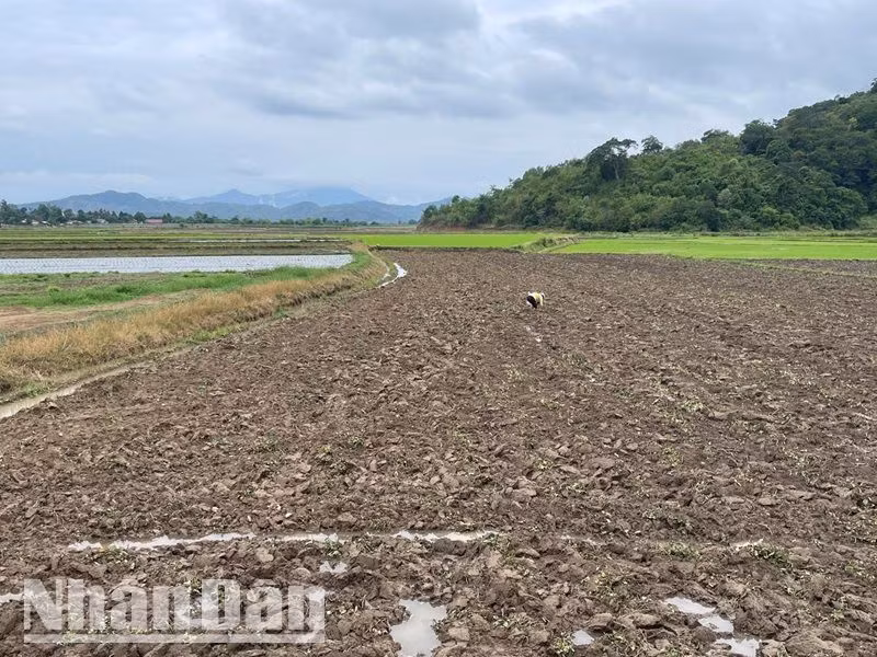 Trong khi đó, cánh đồng khoảng 100ha ở buôn Krông, xã Dur Kmăl chủ yếu phụ thuộc vào nguồn nước bơm từ trạm bơm T151.