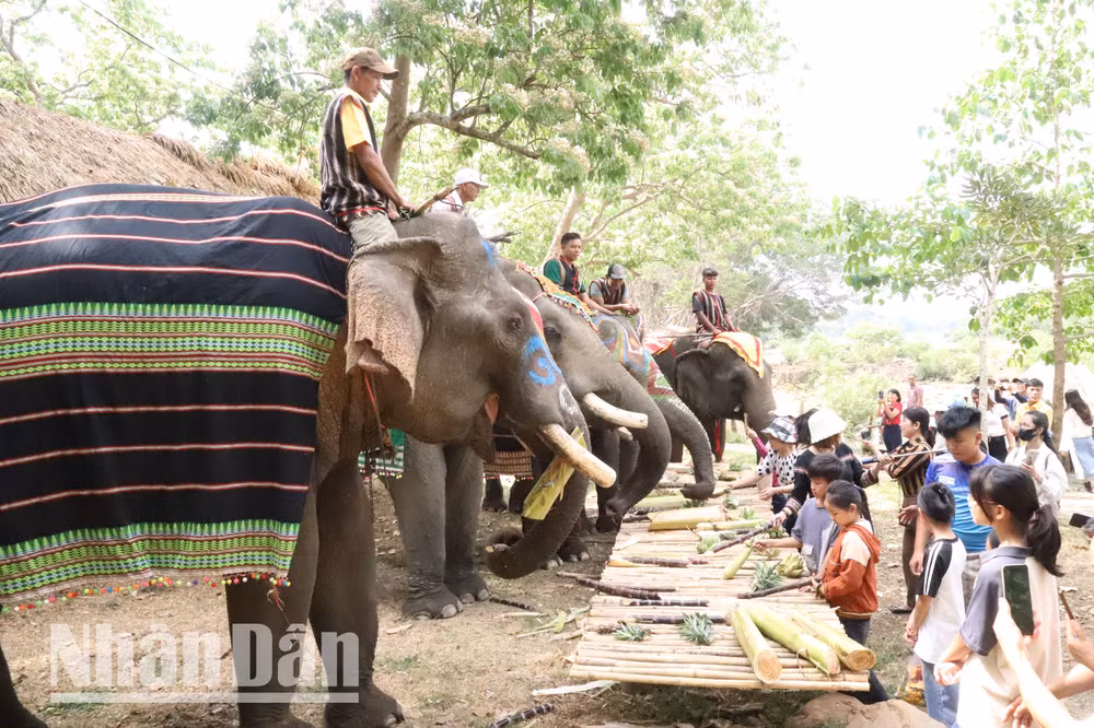 Đông đảo du khách, nhất là các bạn trẻ rất hứng thú khi ngắm voi và cho voi ăn.