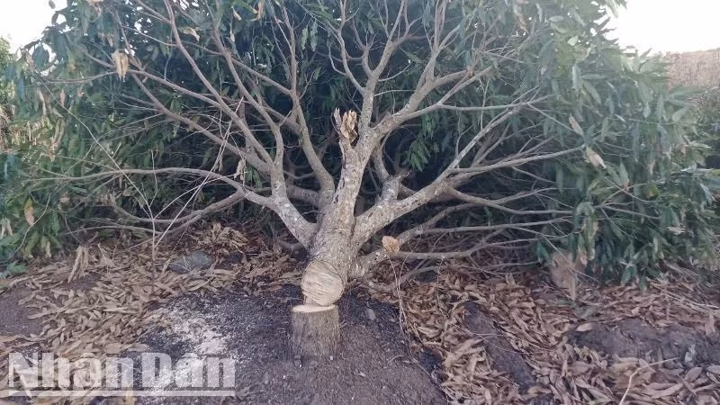Cây xoài được trồng trên đất lâm nghiệp bị lấn chiếm, mua bán trái phép tại Tiểu khu 293, xã Cư M'lan bị cưa bỏ.