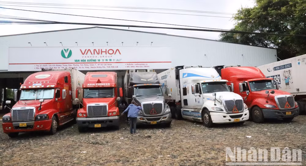 Một cơ sở thu mua sầu riêng xuất khẩu trên địa bàn huyện Krông Pắc.