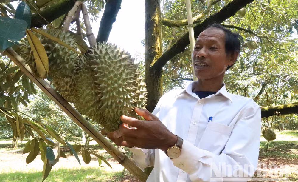 Nhiều năm nay, cây sầu riêng đang trở thành cây trồng chính và mang lại nguồn thu nhập lớn cho người nông dân ở Đắk Lắk.