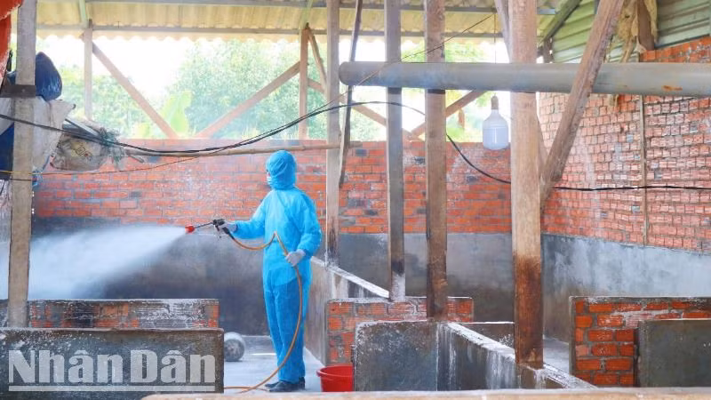 Các ngành chức năng tỉnh Đắk Lắk phun hóa chất xử lý môi trường phòng dịch bệnh trên đàn vật nuôi.