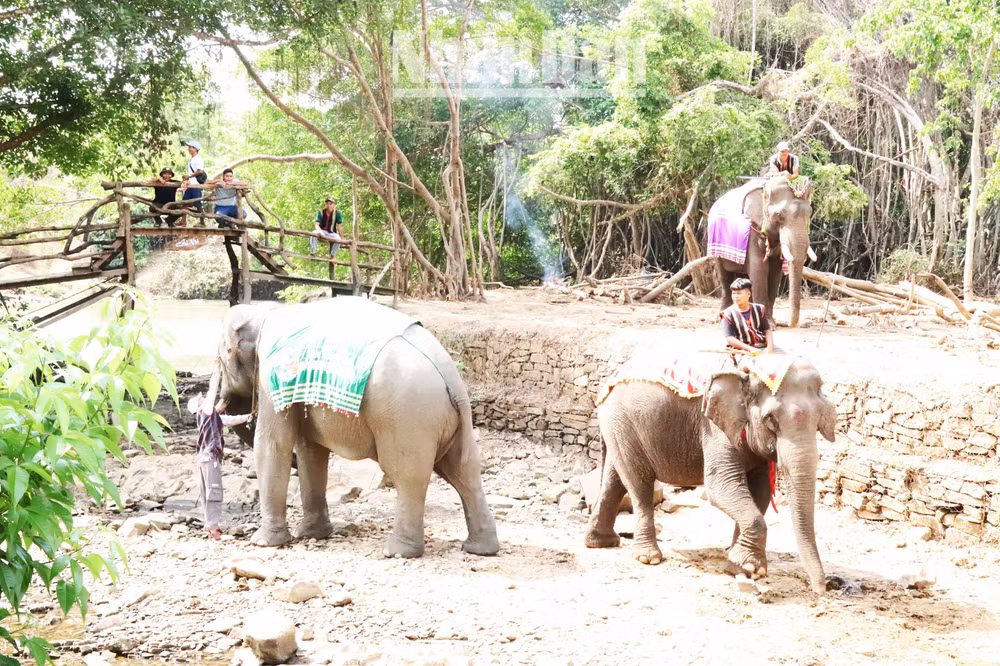 Hằng ngày, đàn voi ở đây được trang trí, du khách đến ngắm voi, tìm hiểu về loài voi.