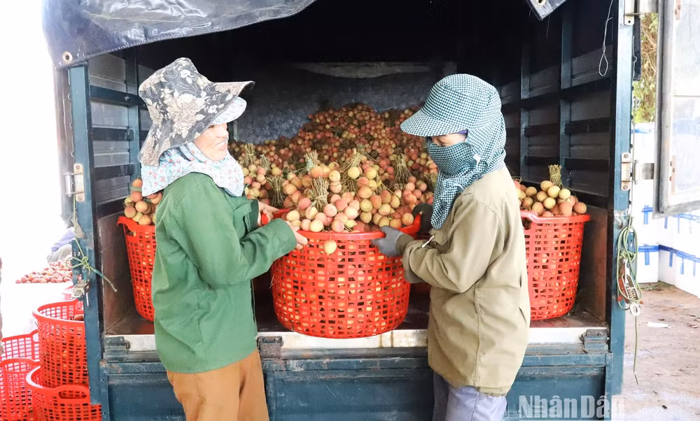 Các thương lái đưa xe vào tận vườn thu mua vải cho nông dân.
