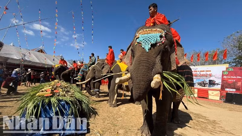 Những chú voi được trang trí đẹp mắt để tham gia Hội voi Buôn Đôn năm 2025.