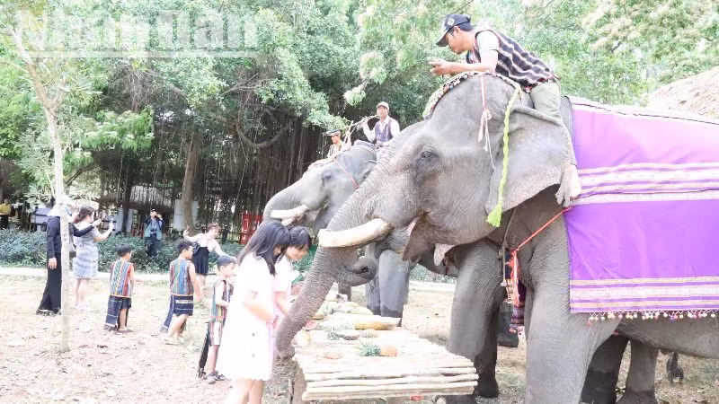 Đàn voi nhà ở huyện Buôn Đôn, tỉnh Đắk Lắk.