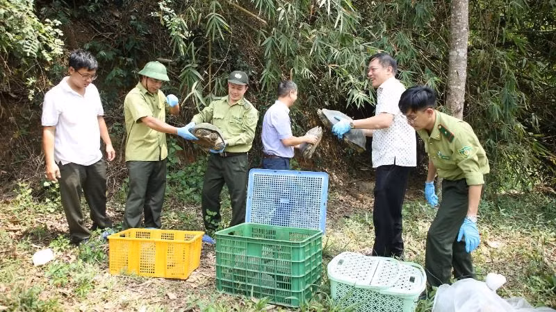 Công tác kiểm tra sức khỏe của rùa để thả về với tự nhiên.