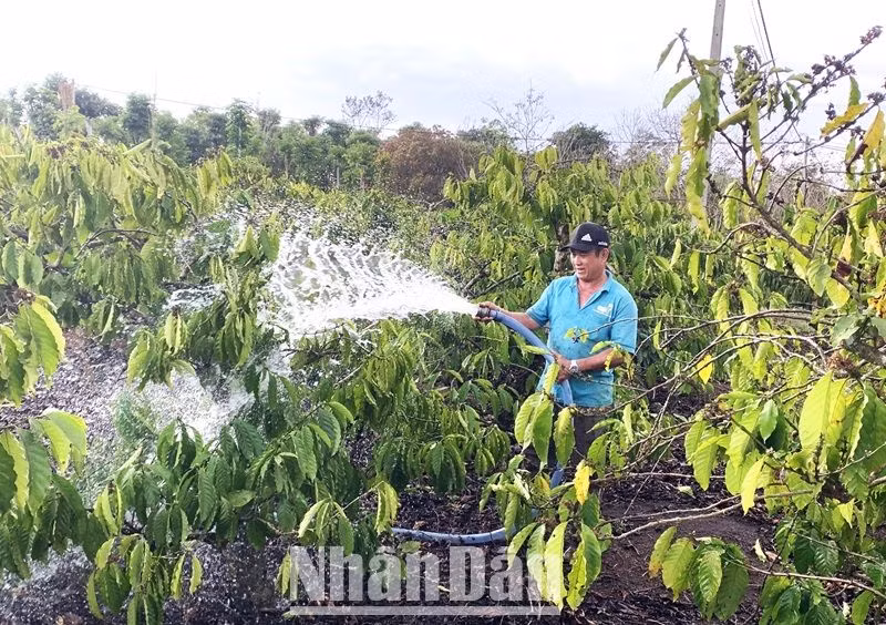 Nông dân huyện Cư M'gar phải đầu tư hàng chục triệu đồng để khoan giếng lấy nước cứu vườn cà-phê.