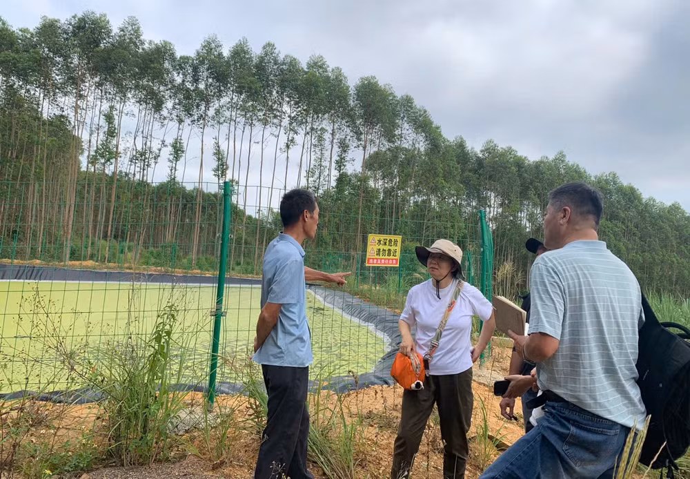 Người nông dân trồng mía được hưởng lợi từ các dự án chăn nuôi thông minh, tuần hoàn ở Quảng Tây, Trung Quốc.