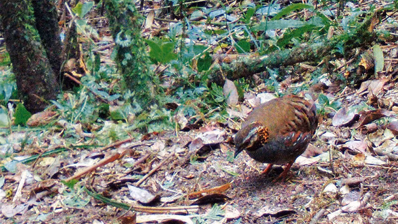 Gà so họng hung, một trong hai loài vừa mới được ghi nhận tại khu bảo tồn.