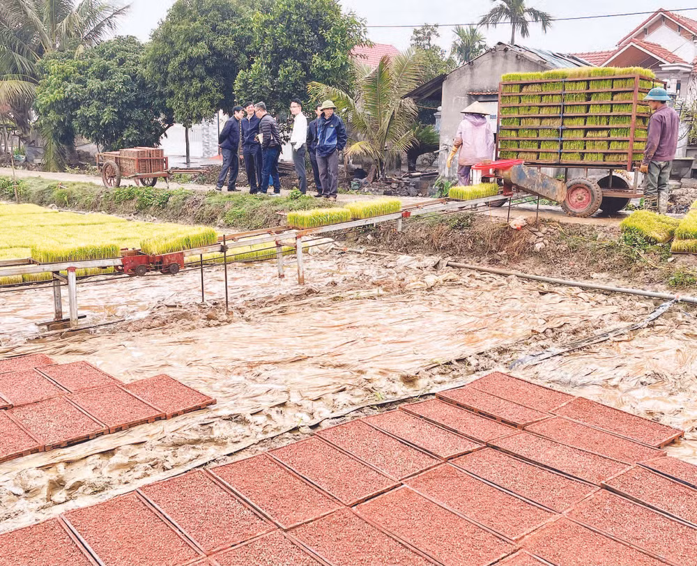 Nhiều diện tích lúa ở huyện Bình Giang được nông dân thực hiện sản xuất mạ khay và cấy bằng máy làm tăng năng suất lao động và sản lượng lúa.